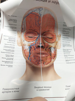 Плакат Анатомия лица человека: мышцы, кровеносная и нервная системы в кабинет косметолога в формате А1 (84 х 60 см) #4, Анжелика М.