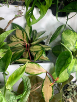 Фитомодуль "BOXSAND 42" (100х127 см) вместимость 42 растения, цвет белый для вертикального озеленения #3, Марина А.