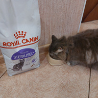 Royal Canin Sterilised 37 (Роял Канин Стерилайзд 37 со вкусом птицы) корм для взрослых стерилизованных кошек всех пород 2 кг #72, Ольга Д.