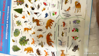 Природные зоны России. Животные и растения. Обучающий плакат (+ 80 наклеек) #6, Светлана Р.