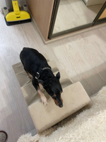 Лестница прикроватная высокая для животных собак и кошек StepDog, цвет бежевый, цельный ортопедический поролон, антискользящее дно, мебельный велюр, 4 ступени, высота 48 см #25, Жанна Ш.