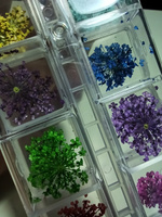 Сухоцветы для дизайна ногтей D 1-2 см. + пластиковый кейс, 36 шт. соцветий, набор 12 расцветок. #62, Надежда Б.