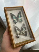 Бабочки в рамке ModernArtButterfly (Graphium eurypylus) 9х14х2см #24, Ксения К.