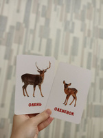 Развивающие карточки для малышей "Животные и детеныши" (Обучающие логопедические карточки Домана для детей) 30 шт. #40, Карина В.