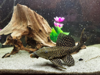 Tetra Pleco SpirulinaWafers (крупные таблетки, чипсы) 50 грамм, 125 мл. - корм для донных рыб, сомов и ракообразных. #10, Екатерина Т.