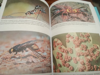 Тайны осиного гнезда. Причудливый мир самых недооцененных насекомых | Сейриан Самнер #4, Нина О.
