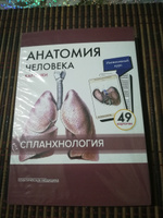 Анатомия человека. Спланхнология. Учебное пособие (набор из 49 карточек) | Сапин Михаил Романович, Николенко Владимир Николаевич #11, Елена Ф.