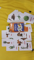 Карточки с животными для малышей "Кто что ест" развивающие, 30 шт. #61, Ольга Ф.