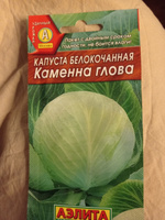 Капуста белокочанная Каменна глова, для длительного хранения и квашения #140, Анатолий К.