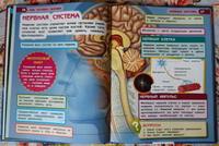 Энциклопедия для детей с заданиями Тело человека Умка / развивающая книга детская | Козырь Анна #52, Валентина К.