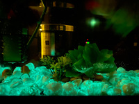 Светящиеся камни для декора аквариума, цветов, дачи и сада 500 г #80, Тихон М.