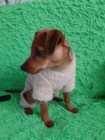Комбинезон для собак мелких пород "Плюшка", бежевый, XL (35 см) #107, Елена Е.