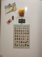 Магнит на холодильник "Вегетарианские источники белка", формат А4. ЗОЖНИК #3, Ольга К.