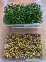 Микрозелень, Кресс-салат, набор для выращивания 100г #2, Ольга И.