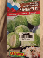 Капуста белокочанная Квашня, универсальная #138, Анатолий К.