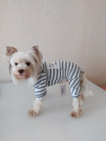 Комбинезон для собак Arnydog Friendship L (30 cm), Одежда для собак и кошек мелких и средних пород #7, Алена М.