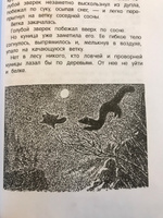 Сказки-несказки: рассказы, повести. Виталий Бианки. Книга для подростков | Бианки Виталий Валентинович #7, artvedun