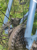 Цепь велосипедная 7 / 8 (21-24) скоростей 1/2"х3/32" 112 звеньев, соединительный пин 7,4мм, TRIX коричневая цепь для велосипеда #5, Ольга Х.
