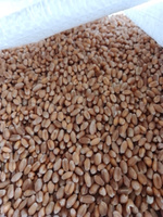 Пшеница для проращивания и приготовления витграсса С Алтайских полей, 5 кг #4, Игорь И.