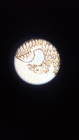 Микроскоп карманный Carson PocketMicro, 20-60х #6, Александр С.