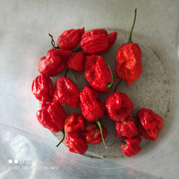 Перец острый Carolina Reaper семена (5 ШТ) #61, Максим А.