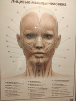 Плакат Лицевые мышцы человека в формате А1 в кабинет косметолога (84 х 60 см) #7, Светлана И.
