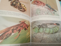Тайны осиного гнезда. Причудливый мир самых недооцененных насекомых | Сейриан Самнер #3, Нина О.