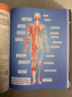Тело человека. Современная энциклопедия школьника. Анатомия для школьников начальных и средних классов | Мартин Клаудия #5, Анатолий П.