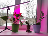 Фитолампа для растений и рассады, фитосветильник, сине-красный спектр (фиолетовое свечение), 12 Вт, 580мм #62, Юлия К.