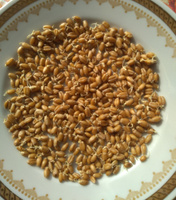 Пшеница для проращивания и приготовления витграсса С Алтайских полей, 1000 гр. #1, елена т.