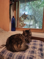 Наклейка статическая для декора двухсторонняя Коты на окно многоразовая #56, Надежда П.