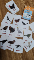 Карточки для малышей развивающие от 0+ "Птицы" (Обучающие логопедические карточки Домана для детей) 30 шт. #48, Алена Х.