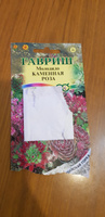 Семена Молодило Каменная Роза, 2 пакетика по 0,01г/70шт #22, Анна