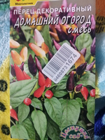 Перец острый декоративный горшечный ДОМАШНИЙ ОГОРОД урожай круглый год (Семена ЦВЕТУЩИЙ САД, 0,1 г семян в упаковке) #30, инна р.