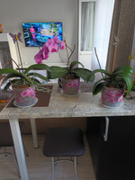 Горшок для орхидей "Деко", 2,4 л, пластик, цвет прозрачный, розовый #4, Маргарита Ф.