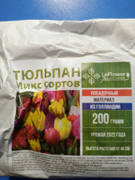 Тюльпан Луковица, дочерние, 200г #6, Viktor k.