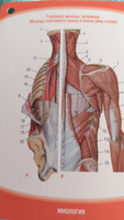 Карточки Анатомия человека. Миология. Наглядное учебное пособие про мышцы и мышечную систему тела для студентов медицинских вузов | Ничипорук Геннадий Иванович, Гайворонский А. И. #2, Ольга Б.