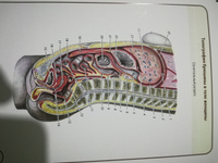 Анатомия человека. Спланхнология. Учебное пособие (набор из 49 карточек) | Сапин Михаил Романович, Николенко Владимир Николаевич #16, Елена Ф.