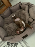 Лежанка для собак мелких пород, лежак со съемной подушкой для животных, размер ( 60х50х20 ), рогожка, LionPets #58, Ирина Ш.