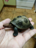 Фигурка животного Derri Animals Слоновая черепаха для детей игрушка коллекционная декоративная, 81604, 8,3х5х3,3 см #39, инна к.