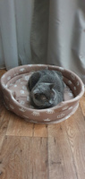 ZooMarket Лежанка с бортиком и подушкой для кошек, собак средних и малых пород 50х50 см Корона + кошачья мята в подарок #104, Лейла Г.
