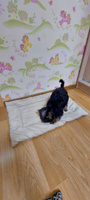 Лежак-подстилка антивандальная для кошек и собак PET LEX размер 70х50х3см, бежевый велюр, периотек #98, Светлана К.