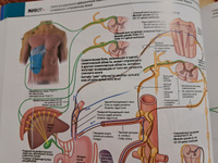 Атлас анатомии Грея. Учебное пособие (на 3-х языках. русский, английский, латинский). 2-е издание #7, Сергей Н.
