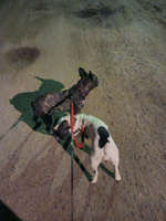 Поводок сворка для двух собак для выставок для выгула и дрессировки Сворка для собак мелких средних и крупных пород #8, Дарья А.
