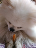 Лакомство для собак мини пород Biff DENT, Жевательный снек для чистки зубов со вкусом творога, 20 шт. #88, Снежана П.