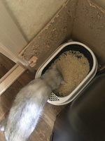 Наполнитель кукурузный для кошачьего туалета Homecat, комкующийся, без отдушки 6 л 1 шт #263, Анастасия С.
