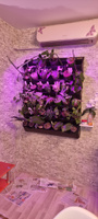 Фитомодуль "BOXSAND 42" (100х127 см) вместимость 42 растения, цвет чёрный для вертикального озеленения #8, Ирина Ш.