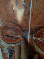 Плакат Анатомия лица человека: мышцы, кровеносная и нервная системы в кабинет косметолога в формате А1 (84 х 60 см) #6, Елена П.
