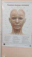 Плакат Лицевые мышцы человека в формате А1 в кабинет косметолога (84 х 60 см) #6, Раиса С.