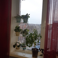 Стеллаж для рассады на подоконник металлический, дизайнерская подставка для цветов 3 полки этажерка для растений, парник на окно для выращивания в квартире доме на даче #6, Ксения О.
